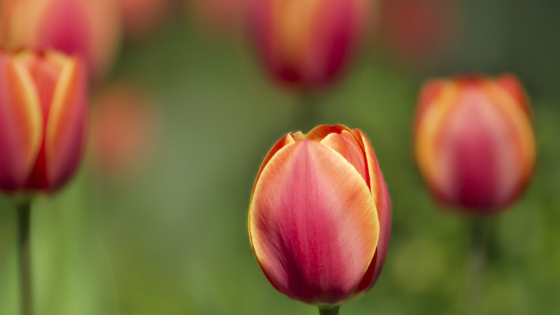 Low Dof Tulips Best Background Full HD1920x1080p, 1280x720p, – HD Wallpapers Backgrounds Desktop, iphone & Android Free Download